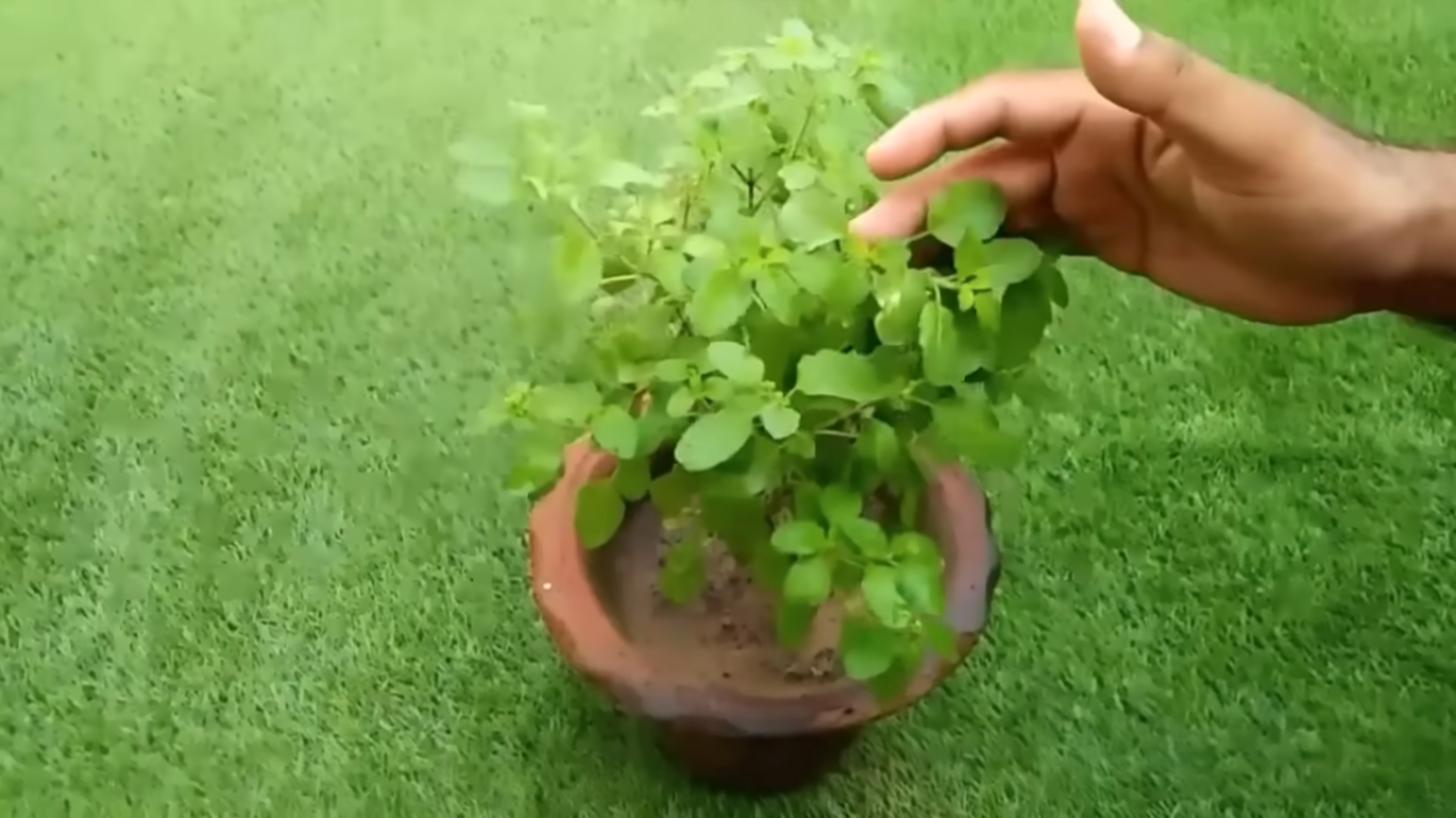 तुलसी का पौधा किस दिन उखाड़ना चाहिए